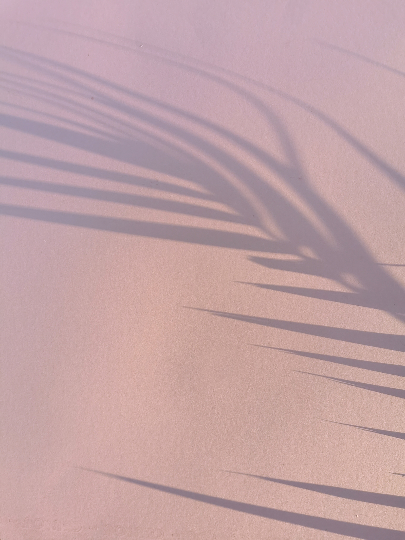 Palm leaf silhouette on wall